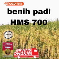 BENIH PADI UNGGUL HMS 700 KUALITAS 1 kg