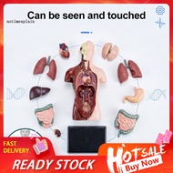 NTA 3d Half Body Anatomy Model with Removable Organs – Medical Teaching Aid Stem Educational Toy for