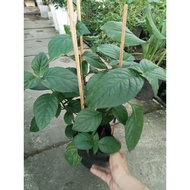 Fairy tea tree 1 pot