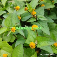 DAUN JATONG JOTANG SEGAR / DAUN LEGETANG /Acmella paniculata / Daun