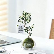 Murraya Paniculata Kokedama Moss Ball | Water Culture | Indoor Desk Tea Table Decor | Easy Care