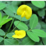 Arachis Pintoi (5 keratan anak pokok berakar)