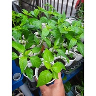 Anak pokok cili api bara cili kulai solok cili akar cili benggala cili api ampung