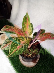 AGLAONEMA WIDURI RED PEACOCK REMAJA (25 CM / 6-9 HELAI DAUN)-QISHOP14