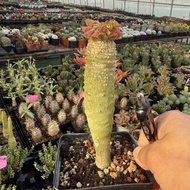 Ankarensis Euphorbia Euphorbia ankarensis Trendy Root Green Plant Potted Plant