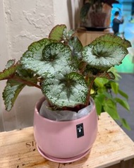 秋海棠｜盆栽｜辦公室植物