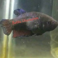 Ikan Cupang Aduan Betina / Female Import Thailand