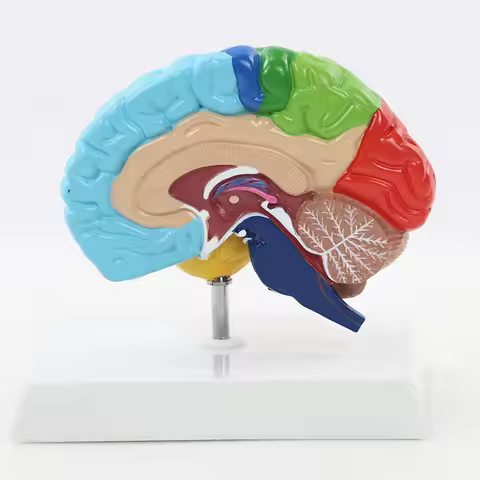 Human Half Brain Anatomy Model Life Size Colored Anatomical Brain Model Medical Teaching Tools