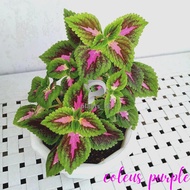 Tanaman Hias Bunga Coleus Purple Tanaman Hias Indor Outdor Bunga Coleus Sudah Berakar Siap tanam Ben
