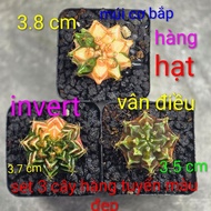 Cactus combo of 3 beautiful colored smudged plants made in Thailand, size 3.5 to 3.8 cm