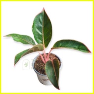 ✓ ☢ ◫ AGLAONEMA  PINK Chinese Evergreen rooted &amp; Potted plants indoor plants