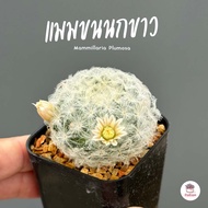 แมมขนนกขาว Mammillaria Plumosa ไม้อวบน้ำ กุหลาบหิน cactus&amp;succulent