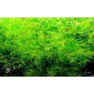 Aquatic plants and Foods For Golden Koi Short Body import line pair