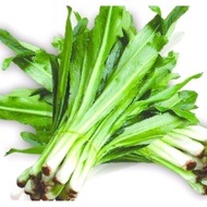 Seeds of coriander, coriander, coriander