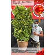 CNY Calamansi lime (Limau Kasturi) 大吉大利