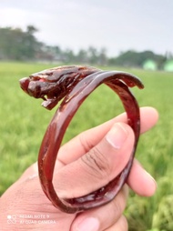 GELANG AKAR BAHAR MERAH UKIR MACAN MAUNG gelang akar bahar merah asli original gelang akar bahar