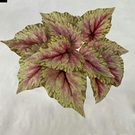 ANTIONE Artificial Green Plant Leaves, 12 Heads Palm Plant Artificial Begonia Plant, Simulation Plan