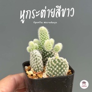 หูกระต่ายสีขาว Opuntia Microdasys ไม้อวบน้ำ กุหลาบหิน cactus&succulent