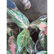 pink Butterfly aglaonema live plants
