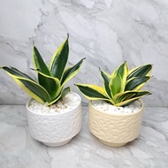 虎皮蘭 虎尾蘭 簡約 柔和 質感 禮盆 居家擺設 送禮盆栽