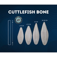 Cuttlefish Bone for Isopod, Bird & Tortoise