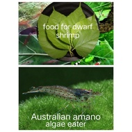 Corydoras Algae Eater Fish - Perfect for Aquarium Decoration