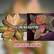 BIBIT BUNGA AGLONEMA HAPPINES