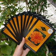 FVN 105 Dwarf Marigold Seeds (Pack of 100 Seeds)