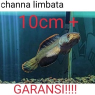 chana limbata gachua/cana limbata / chana limbata aquarium