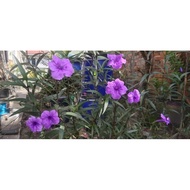 Petunia Ruellia / Ruellia Brittoniana Purple Shower / Pokok Bunga Petunia