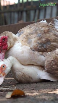 Kapsul Hormon Entok Jantan 25 Kapsul | Obat Hormon Mentok Jantan | Kapsul Mentok Birahi