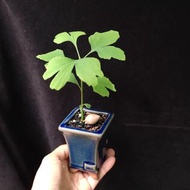 銀杏 盆景 實生 精選靚葉 連陶瓷花盆 plant  Bonsai 植物 盆栽 Ginkgo  tree 銀杏樹【實拍。只此一盆】👑9年五星老店
