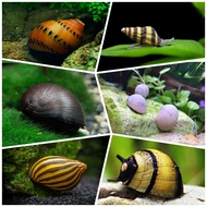 3+(1 DOA) random colour nerite snail algae eater 1.5-2.5cm