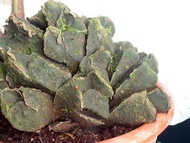 เฟิร์นกีบแรด Giant fern Angiopteris evecta (G. Forst.) หน่อว่านกีบแรด ขนาด 3 กิโลกรัมขึ้นไป หายากมาก