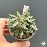 ยูโฟเบีย ทูเรีย ไม้เมล็ด Euphorbia Tulearensis แคคตัส กระบองเพชร cactus&succulent