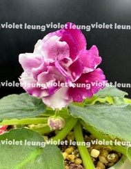 非洲紫羅蘭花苗 Frosty Cherry 平售