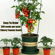 Dwarf Hybrid Variety Cherry Tomato Seeds for Planting (200 Seeds Per Bag ) High Yielding Variety Fre
