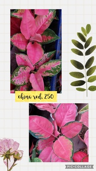 Aglaonema China Red or Pink Chandang