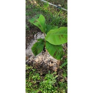 (1 KG ) DOLOMITE BELI 5KG FREE 50GRAM SESUAI SEMUA JENIS TANAMAM