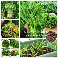 เมล็ดพันธุ์ผักผักโขมน้ำ ไผ่มรกต Water Spinach Seeds Willowleaf Convolvulus Vegetable Seeds บอนไซ ต้นไม้ เมล็ดพันธุ์ผัก ผักออแกนิค พันธุ์ผัก เมล็ดพันธุ์พืช เมล็ดพันธุ์แท้ ปลูกผัก ผักสวนครัว บรรจุ 50 เมล็ด คุณภาพดี ราคาถูก ของแท้ 100% ปลูกง่ายปลูกได้ทั่วไทย