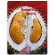 ANAK POKOK DURIAN BUNGA MERAH JERONG / JERUNG