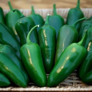 20 เมล็ด เมล็ดพันธุ์ พริก พริกแต้ พริกแจว Non-GMO Pepper Seeds เมล็ดผัก สายพันธุ์ Jalapeno Peppers