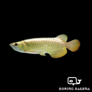 BRBN Highback Arowana - Arowana Fish - Ikan Kelisa - Aquarium Freshwater Fish / Ikan Air Tawar