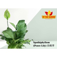 KF - Spathiphyllum (Peace Lily) 白鹤芋 // Live Plant // KFTANGARDEN