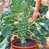 [LoveSeeds]100pcs Benih Brussel Sprouts Long Island/Baby Cabbage/绿孢子甘蓝种子
