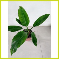 ➽ ➶ ◭ ☬ Green Orlando Philodendron