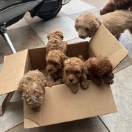 Poodle Teacup