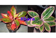 2 jenis aglonema lipstik pink dan merah