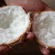 Bibit tanaman buah kelapa kopyor asli turunan pertama kultur jar