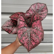 Caladium Darth Maul/Keladi Darth Maul